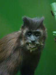 "Dexter" the Monkey cappuccino , in the American Museum of Natural History